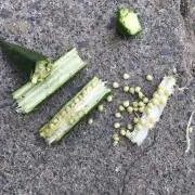 ちゃんちゃんの画像