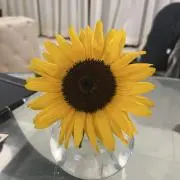 ミドリ
