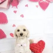 なかの画像