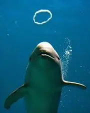 フリッパー