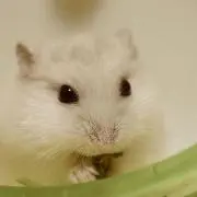 みかんうさぎ