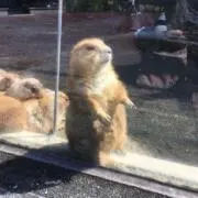 ミケの画像