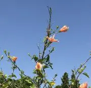 タイチの画像