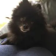 犬好き☆【オマケあり・プロフご覧下さい】