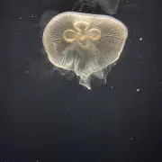 ナマケモノ