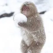 はなの画像