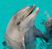 ナオの画像