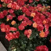 断捨離※今月末の画像
