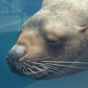 さといもの画像