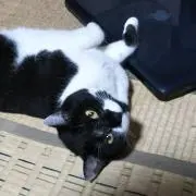 maroの画像