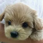 よしよしの画像