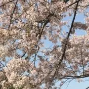おむらいす