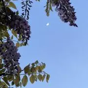 ゆら【プロフィ必読】の画像