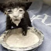 鬱猫の画像