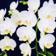 ラン次回発送7月13日(月)以降よりの画像