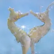 とし