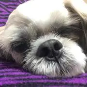 ちぃ坊