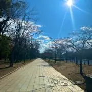 マツの画像