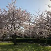 ローズの画像