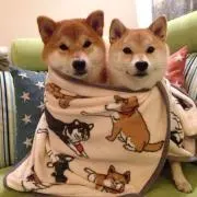 まめたろう