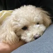ヤス