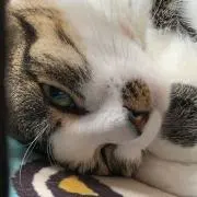 みるく