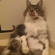 ポンタ