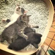 ねんねこねこの画像