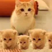 たまの画像