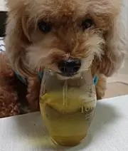 よしパパ
