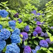 ささぽんの画像