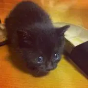 みーの画像