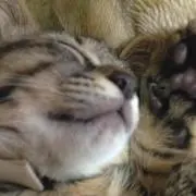ひめか