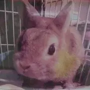 みみここ