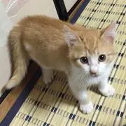 のっち