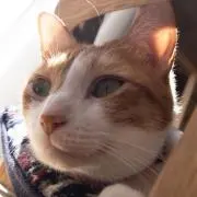 うにちゃんの画像