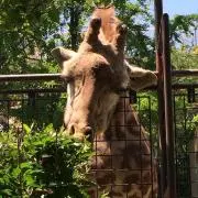 ニコ