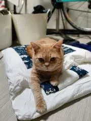 すぱの画像