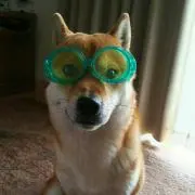 ゴンタロス☆の画像