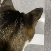 UCHIRO★猫の画像