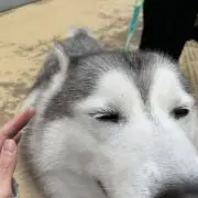 べろの画像