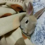 SUKEZONの画像