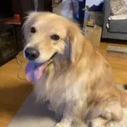 ガタロフの画像