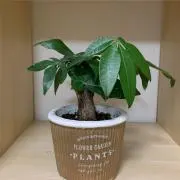 pukupuku5296の画像