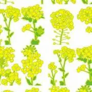 nacottoの画像