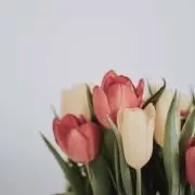 りぴんの画像