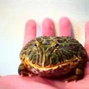 two_frog
