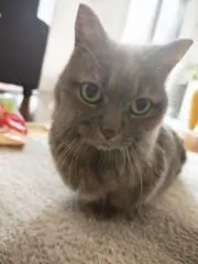 りくちの画像