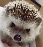 ヒムロックン