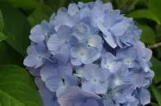 紫陽花(全品匿名配送の画像